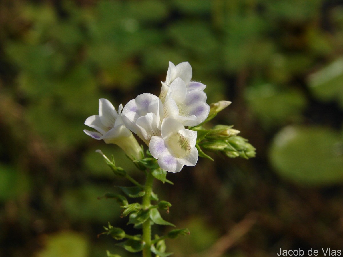 Limnophila aquatica (Roxb.) Alston